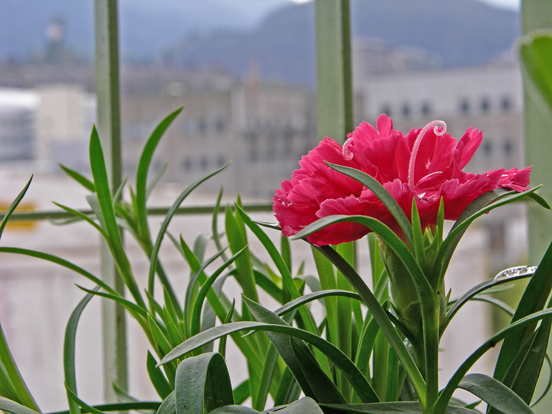 Colori sul terrazzo.